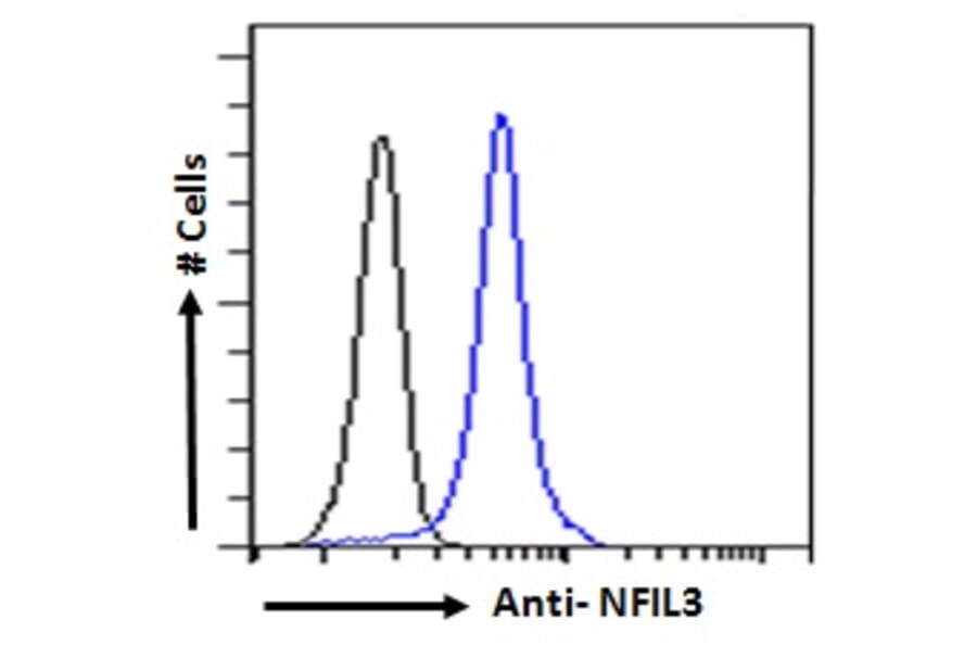 Flow Cytometry - Anti-NFIL3 Antibody (A83792) - Antibodies.com