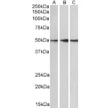 Western Blot - Anti-PPP2R5E Antibody (A83793) - Antibodies.com