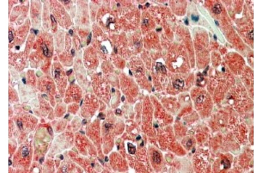 Immunohistochemistry - Anti-PPP2R5A Antibody (A83794) - Antibodies.com