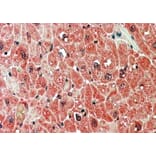 Immunohistochemistry - Anti-PPP2R5A Antibody (A83794) - Antibodies.com