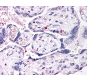 Immunohistochemistry - Anti-DUSP16 Antibody (A83795) - Antibodies.com
