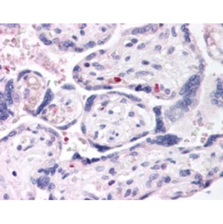 Immunohistochemistry - Anti-DUSP16 Antibody (A83795) - Antibodies.com