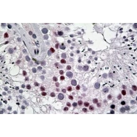 Immunohistochemistry - Anti-DENTT Antibody (A83796) - Antibodies.com