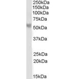 Western Blot - Anti-PPP2R5B Antibody (A83797) - Antibodies.com