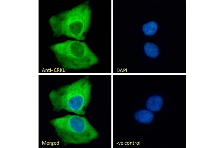 Immunofluorescence - Anti-CrkL Antibody (A83801) - Antibodies.com