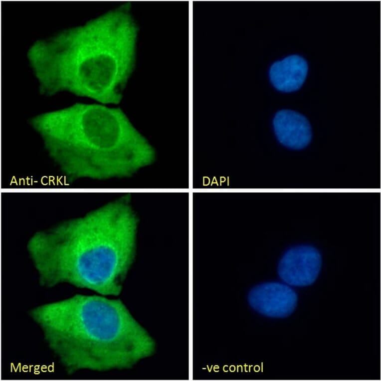 Immunofluorescence - Anti-CrkL Antibody (A83801) - Antibodies.com