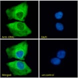 Immunofluorescence - Anti-CrkL Antibody (A83801) - Antibodies.com