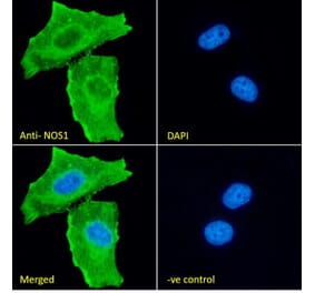 Immunofluorescence - Anti-n-NOS Antibody (A83802) - Antibodies.com