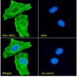 Immunofluorescence - Anti-n-NOS Antibody (A83802) - Antibodies.com