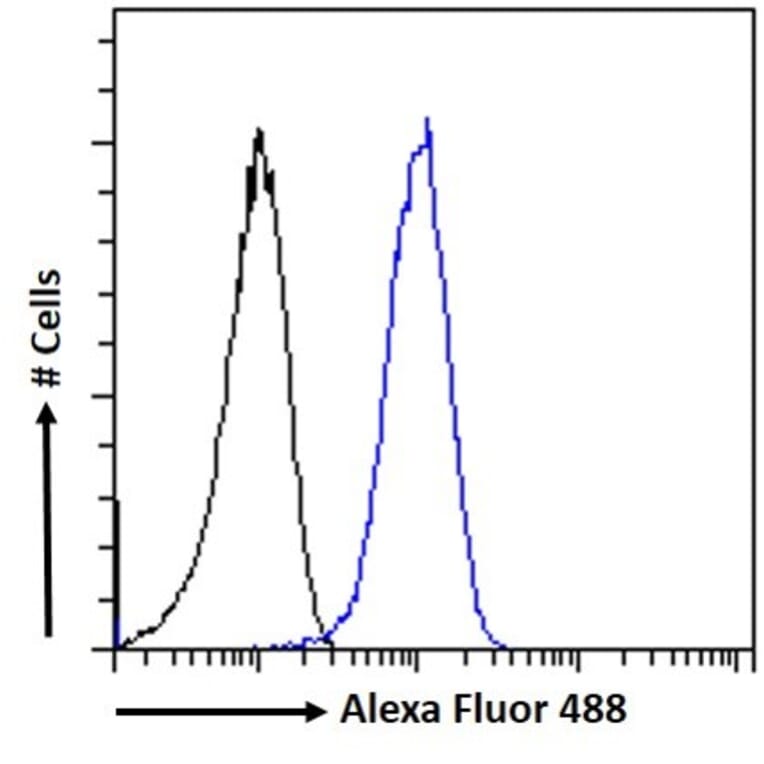 Flow Cytometry - Anti-n-NOS Antibody (A83802) - Antibodies.com
