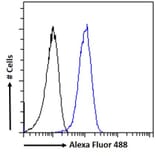 Flow Cytometry - Anti-n-NOS Antibody (A83802) - Antibodies.com