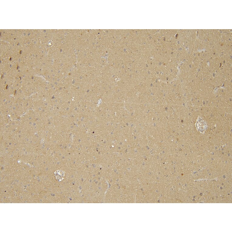 Immunohistochemistry - Anti-n-NOS Antibody (A83802) - Antibodies.com