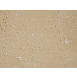 Immunohistochemistry - Anti-n-NOS Antibody (A83802) - Antibodies.com