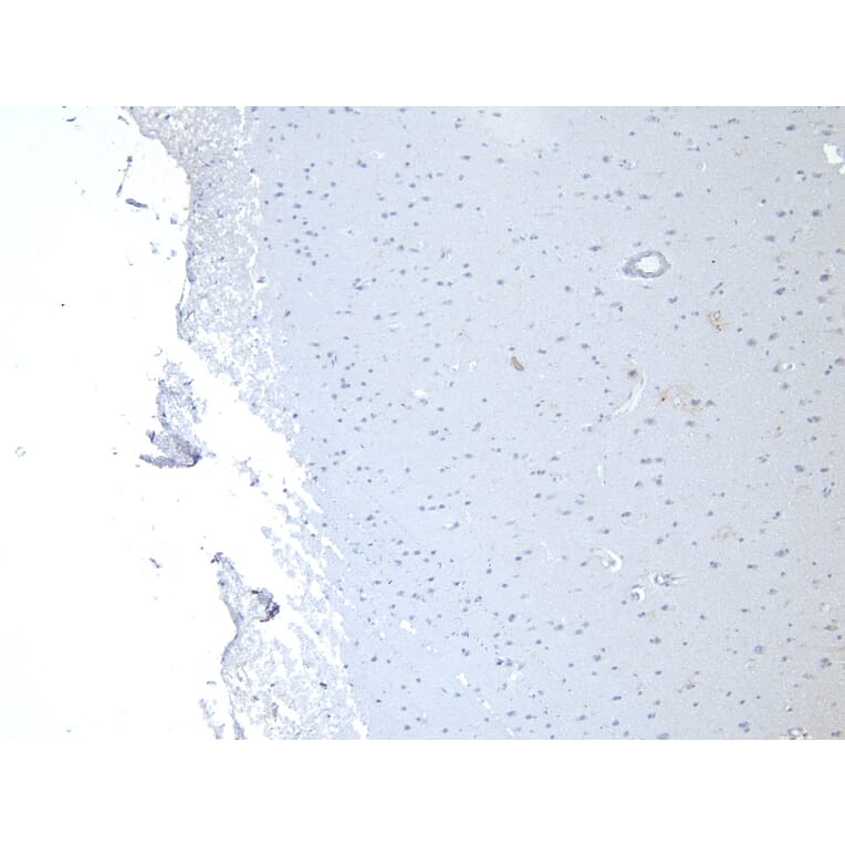 Immunohistochemistry - Anti-n-NOS Antibody (A83802) - Antibodies.com