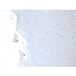 Immunohistochemistry - Anti-n-NOS Antibody (A83802) - Antibodies.com