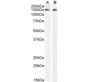 Western Blot - Anti-NOS1 Antibody (A83802)