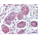 Immunohistochemistry - Anti-DAPK2 Antibody (A83804) - Antibodies.com