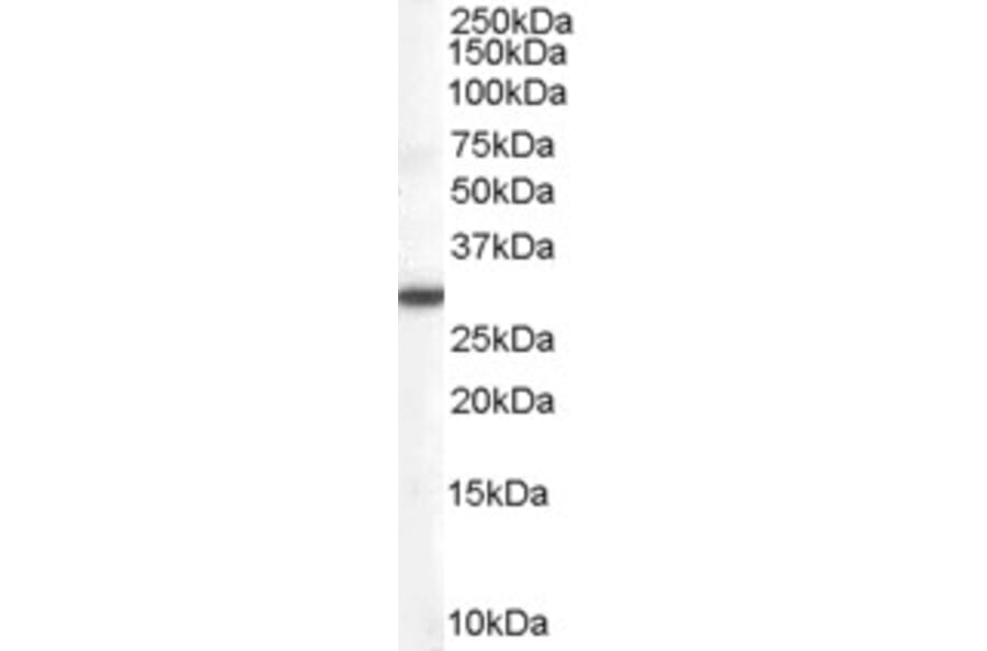 Western Blot - Anti-DDAH2 Antibody (A83805) - Antibodies.com