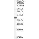 Western Blot - Anti-DDAH2 Antibody (A83805) - Antibodies.com