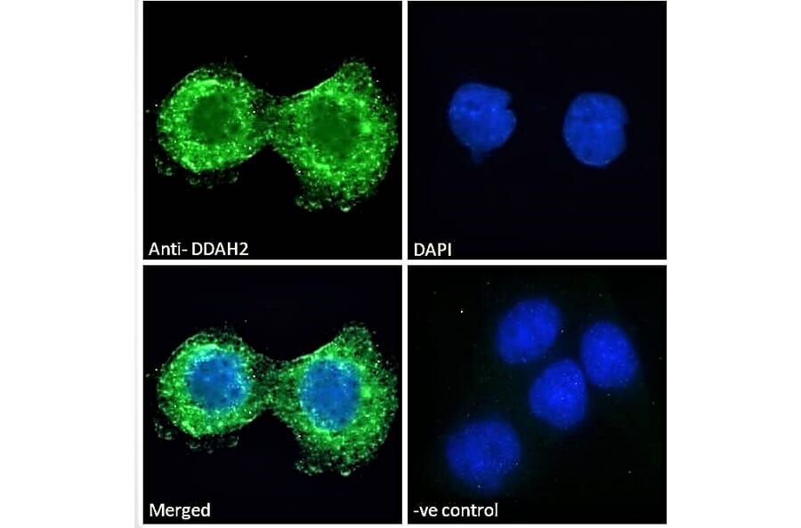 Immunofluorescence - Anti-DDAH2 Antibody (A83805) - Antibodies.com