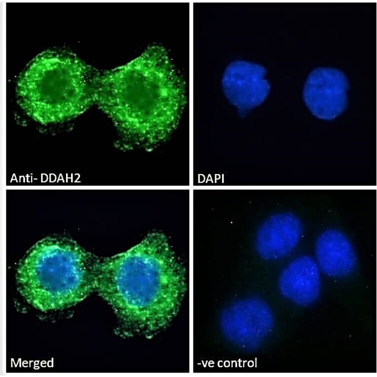 Immunofluorescence - Anti-DDAH2 Antibody (A83805) - Antibodies.com