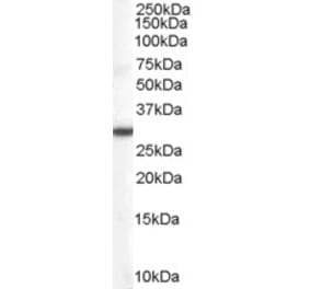 Western Blot - Anti-DDAH2 Antibody (A83805) - Antibodies.com