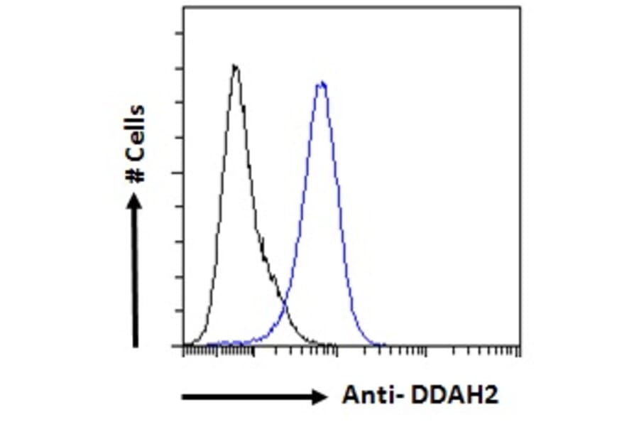 Flow Cytometry - Anti-DDAH2 Antibody (A83805) - Antibodies.com