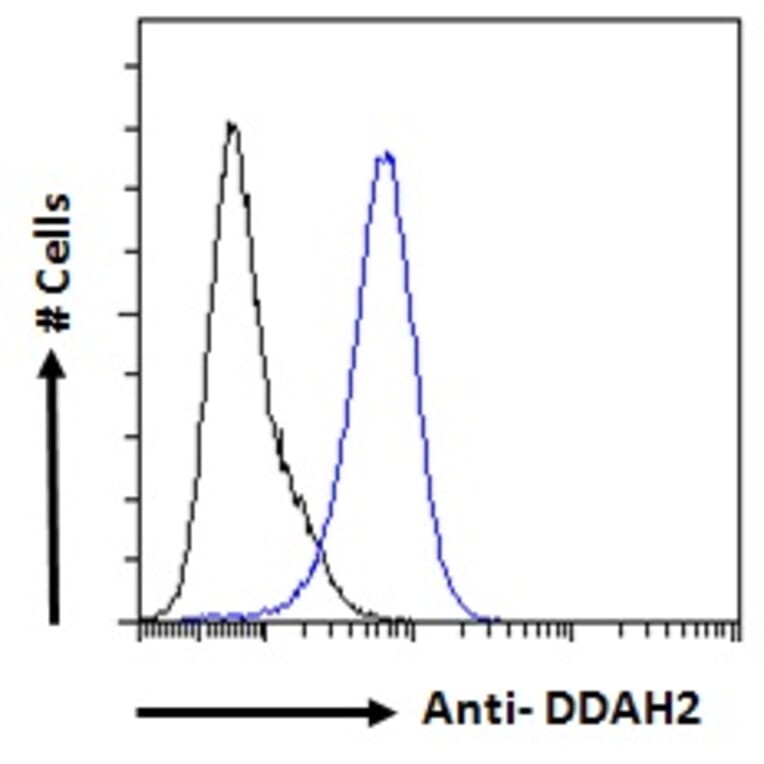 Flow Cytometry - Anti-DDAH2 Antibody (A83805) - Antibodies.com