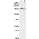 Western Blot - Anti-COX2/Cyclooxygenase 2 Antibody (A83806) - Antibodies.com