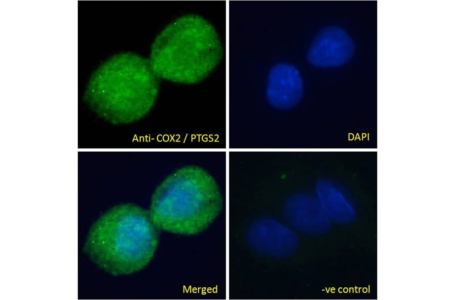 Immunofluorescence - Anti-COX2/Cyclooxygenase 2 Antibody (A83806) - Antibodies.com