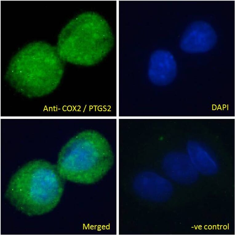 Immunofluorescence - Anti-COX2/Cyclooxygenase 2 Antibody (A83806) - Antibodies.com