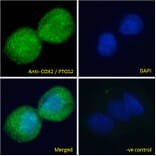 Immunofluorescence - Anti-COX2/Cyclooxygenase 2 Antibody (A83806) - Antibodies.com