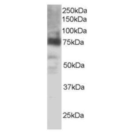 Western Blot - Anti-PTGS2 Antibody (A83806) - Antibodies.com