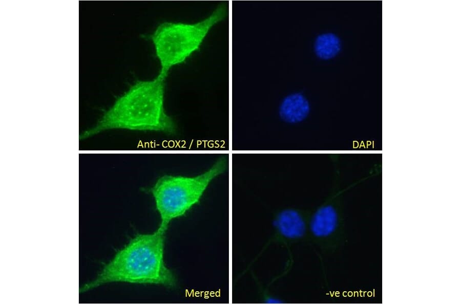 Immunofluorescence - Anti-COX2/Cyclooxygenase 2 Antibody (A83806) - Antibodies.com