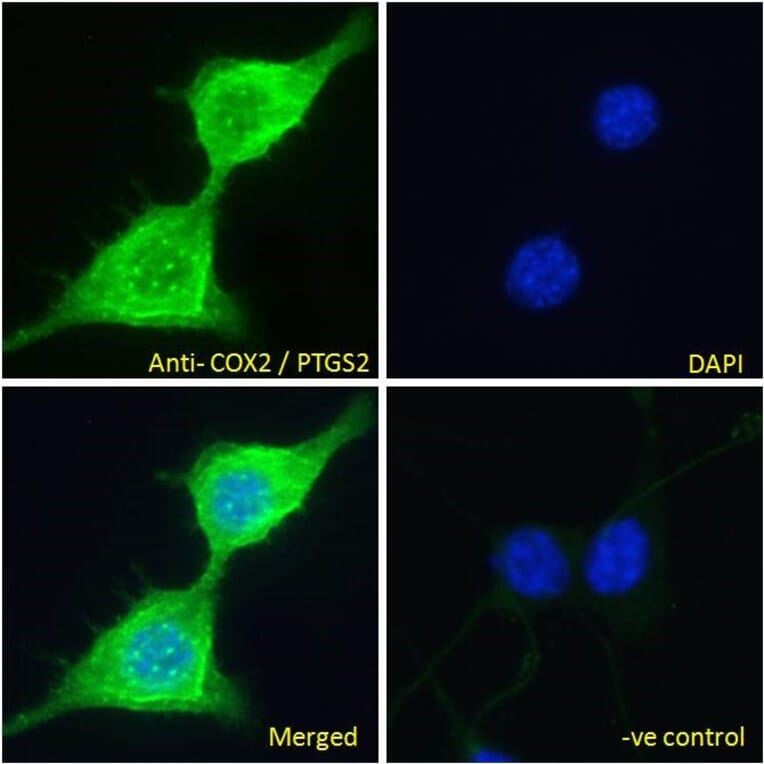 Immunofluorescence - Anti-COX2/Cyclooxygenase 2 Antibody (A83806) - Antibodies.com