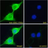 Immunofluorescence - Anti-COX2/Cyclooxygenase 2 Antibody (A83806) - Antibodies.com