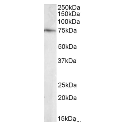 Western Blot - Anti-ELMO3 Antibody (A83808) - Antibodies.com