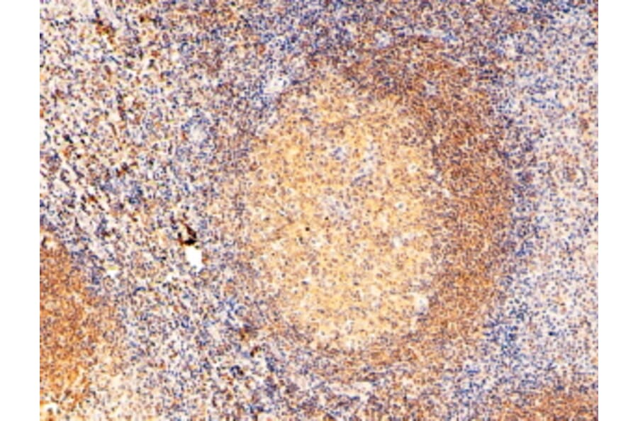 Immunohistochemistry - Anti-RAC2 Antibody (A83810) - Antibodies.com