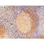 Immunohistochemistry - Anti-RAC2 Antibody (A83810) - Antibodies.com