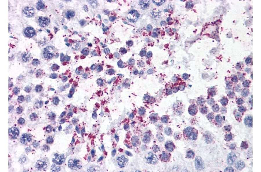 Immunohistochemistry - Anti-DUSP14 Antibody (A83812) - Antibodies.com