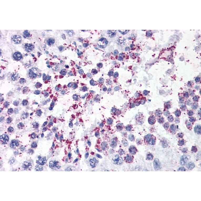 Immunohistochemistry - Anti-DUSP14 Antibody (A83812) - Antibodies.com