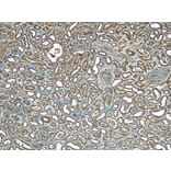 Immunohistochemistry - Anti-STUB1/CHIP Antibody (A83814) - Antibodies.com