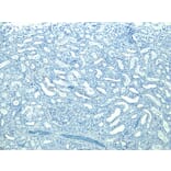 Immunohistochemistry - Anti-STUB1/CHIP Antibody (A83814) - Antibodies.com