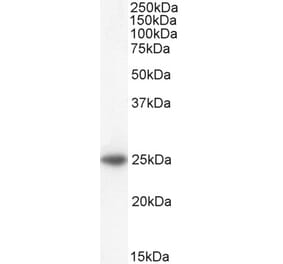 Western Blot - Anti-Bak Antibody (A83815) - Antibodies.com