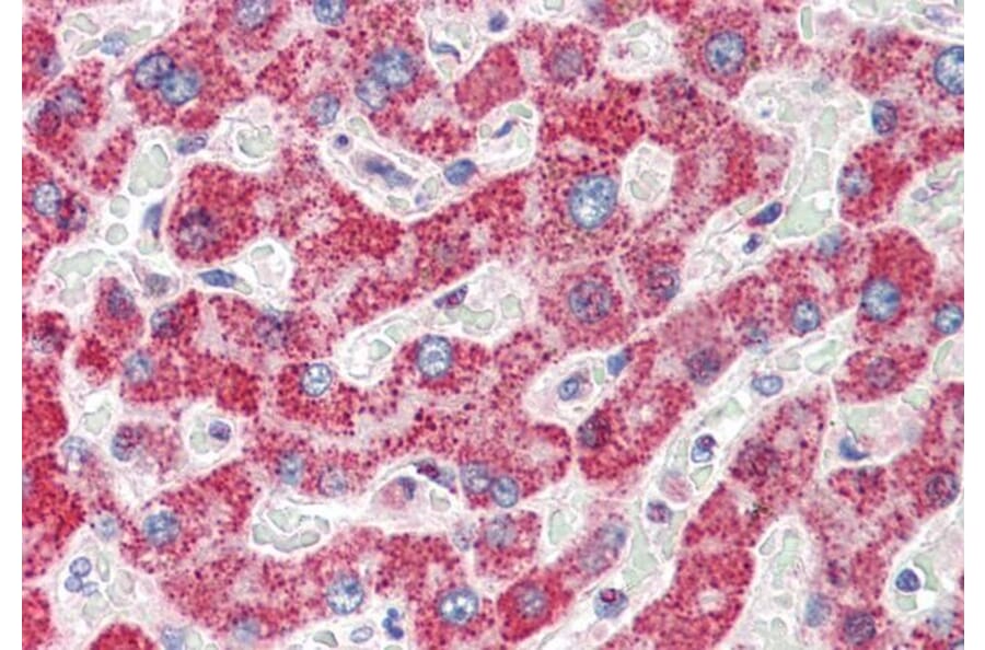 Immunohistochemistry - Anti-TMPRSS5 Antibody (A83817) - Antibodies.com
