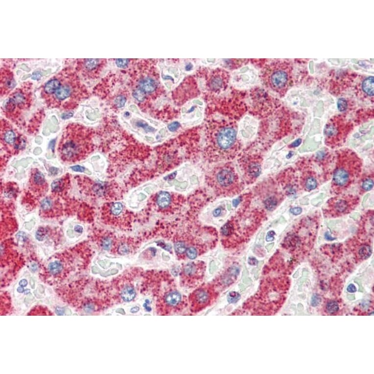 Immunohistochemistry - Anti-TMPRSS5 Antibody (A83817) - Antibodies.com