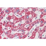 Immunohistochemistry - Anti-TMPRSS5 Antibody (A83817) - Antibodies.com