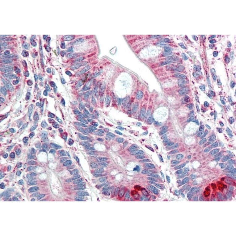 Immunohistochemistry - Anti-TMPRSS5 Antibody (A83817) - Antibodies.com
