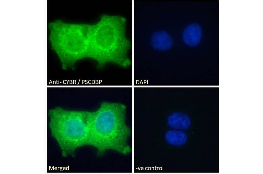 Immunofluorescence - Anti-CASP Antibody (A83821) - Antibodies.com