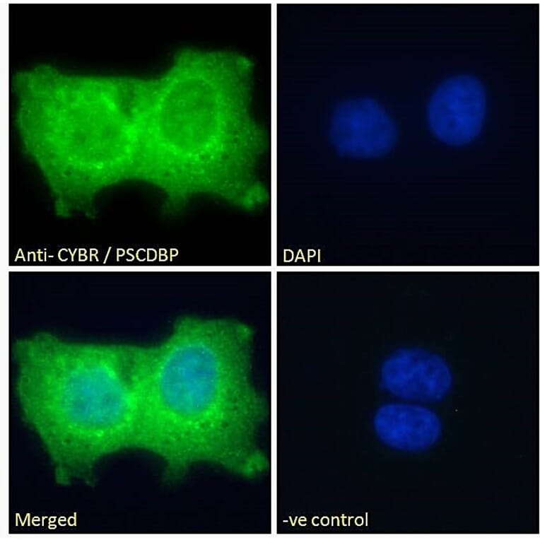 Immunofluorescence - Anti-CASP Antibody (A83821) - Antibodies.com